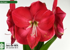 hippeastrum Candy Cream ® (1)